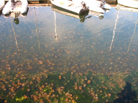 photo by Orion Tippens