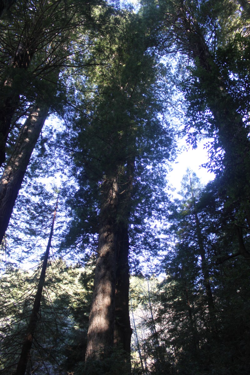 photo by Orion Tippens