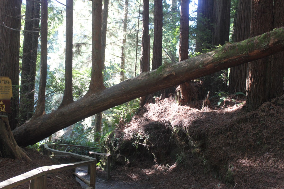 photo by Orion Tippens