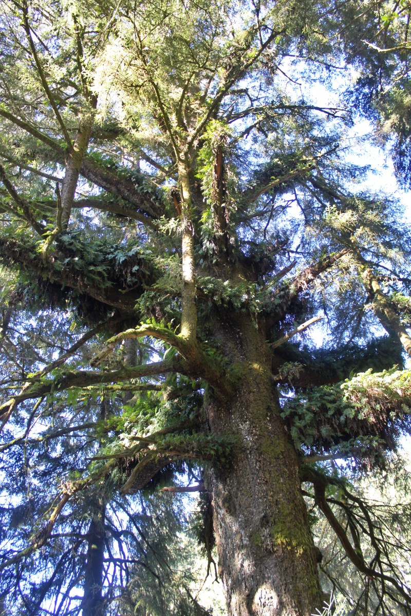 photo by Orion Tippens