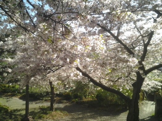 cellphone photo by Orion Tippens 