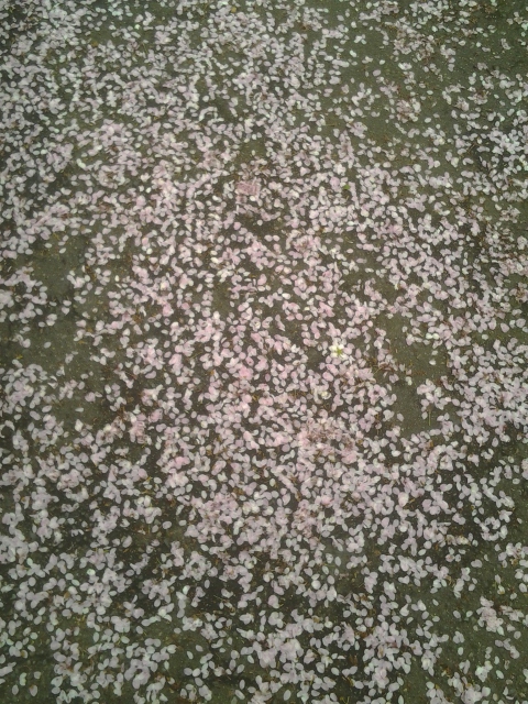 cellphone photo by Orion Tippens 