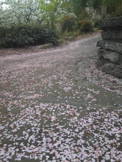 cellphone photo by Orion Tippens 