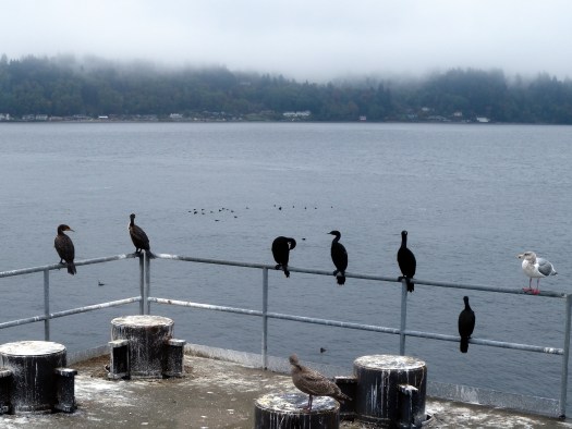 Birds, by Orion Tippens