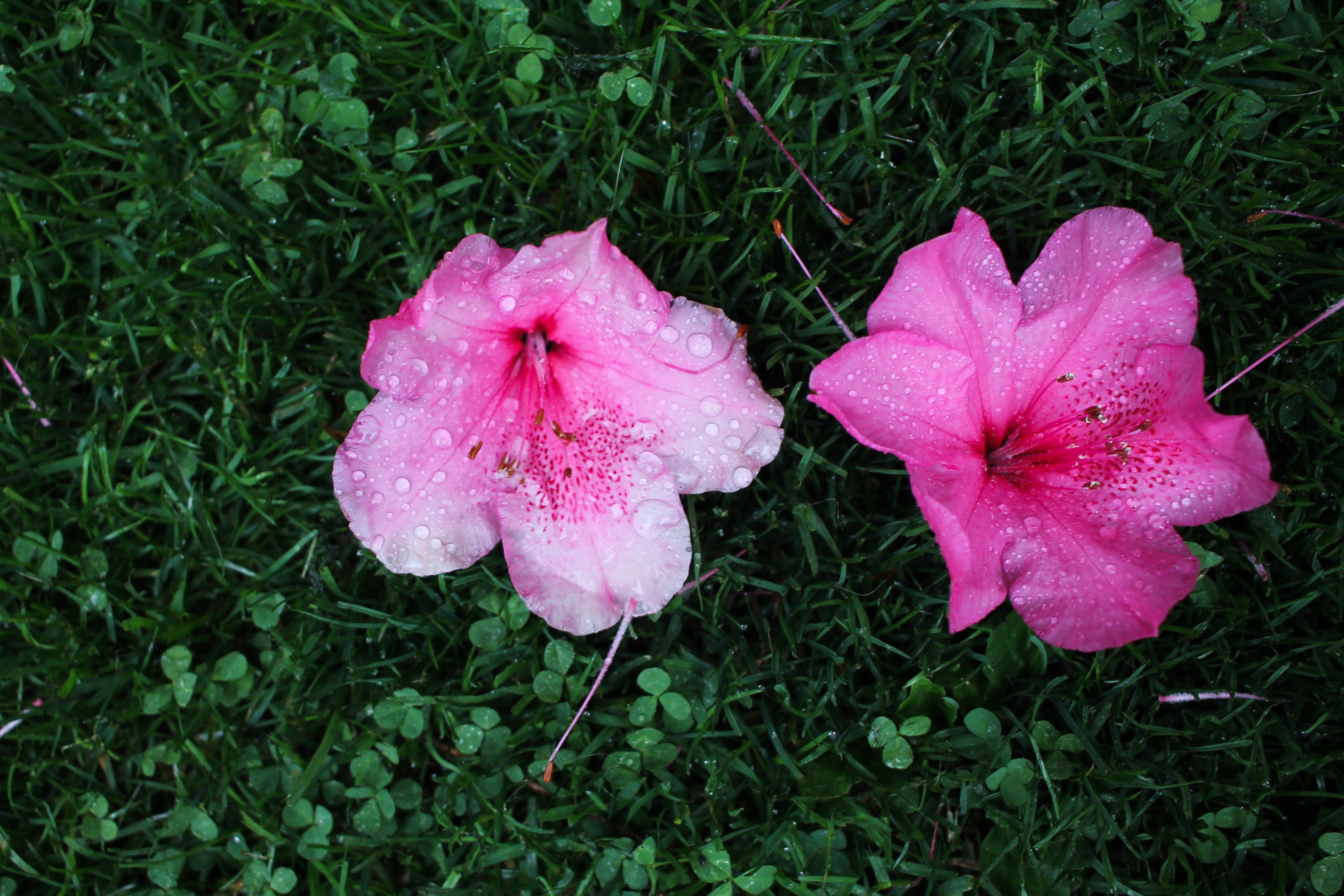 Photo Jun 01, 7 31 19 AM