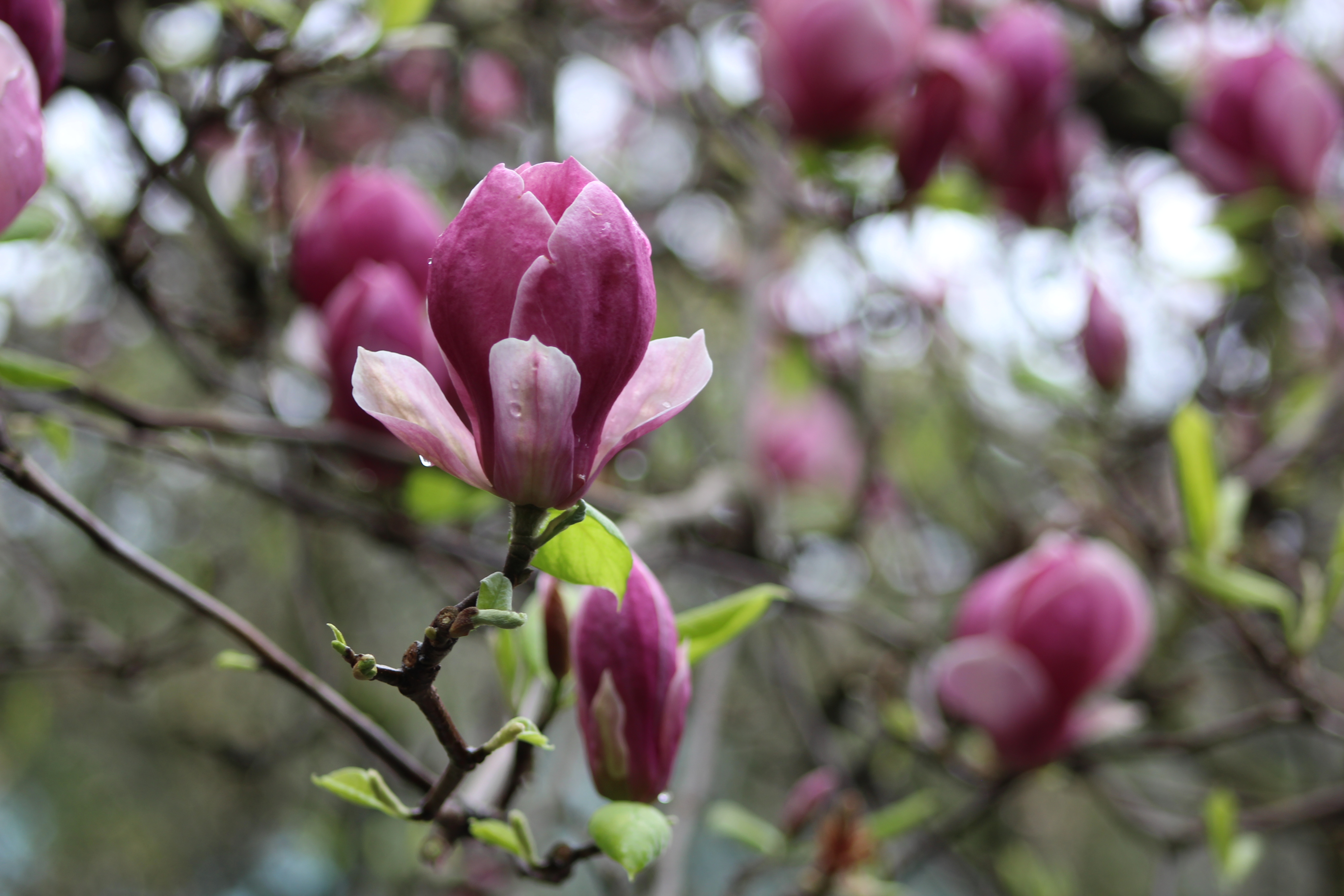 Photo Apr 06, 4 40 48 PM