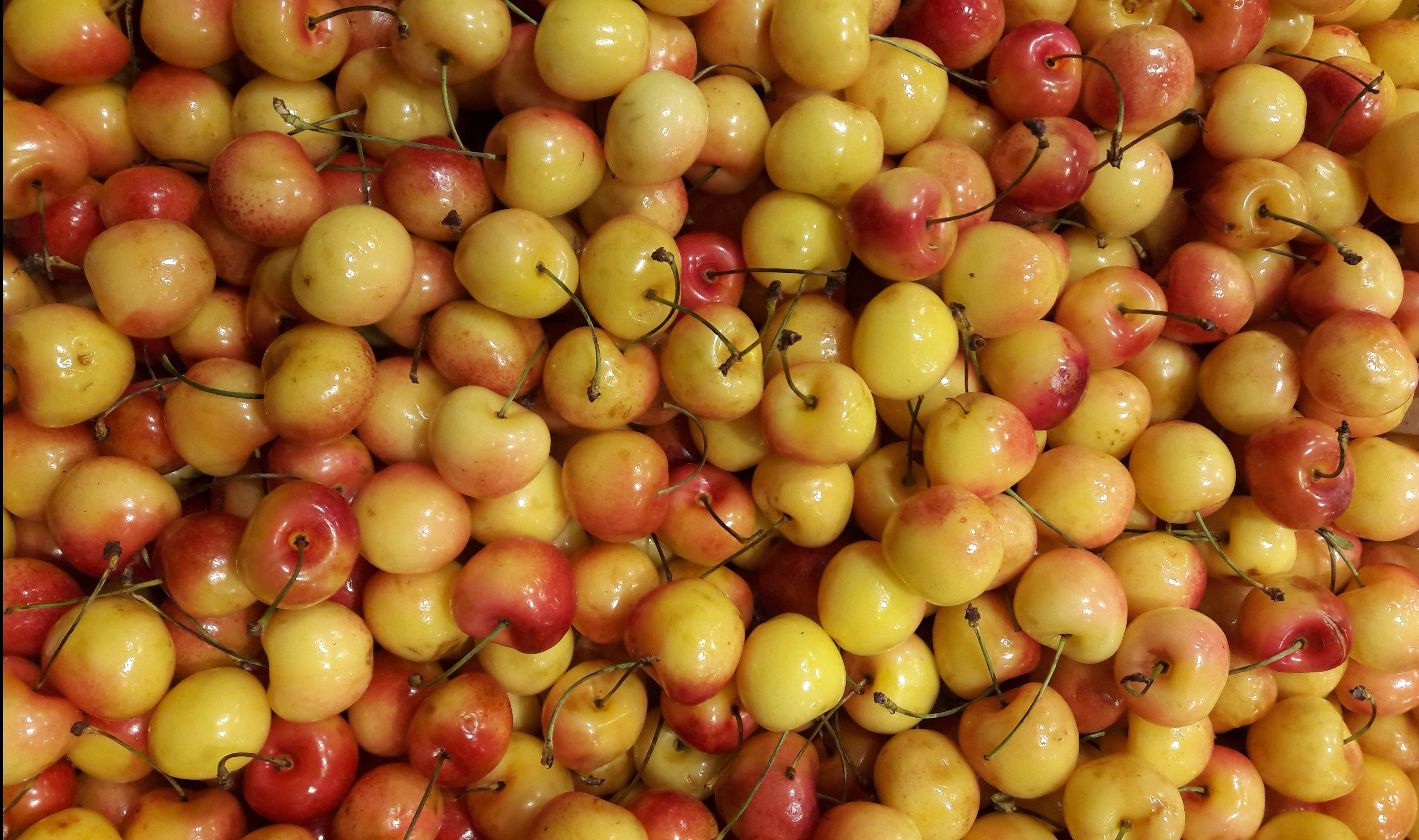 reiner-cherries-e1560315618369.jpg